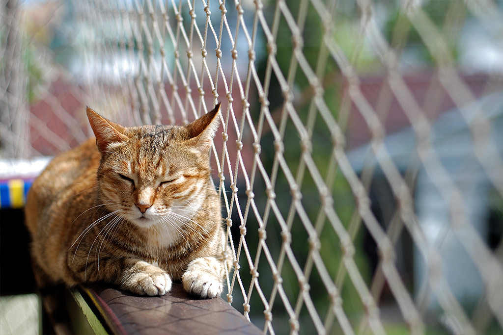 Siatka na balkon dla kota