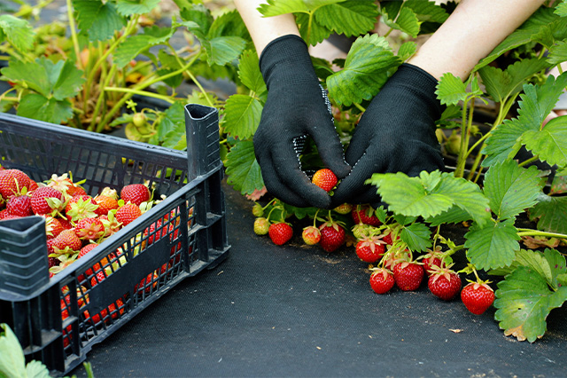 Ręce w rękawiczkach zbierające czerwone truskawki z krzaków i wkładające do plastikowego pudełka, łóżko ogrodowe pokryte czarną włókniną.