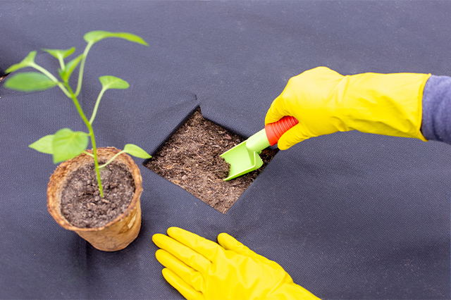 Sadzenia sadzonek papryki, wycinania otworu na sadzonki