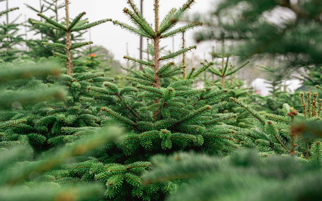 Jodła Nordmanna na plantacji choinek