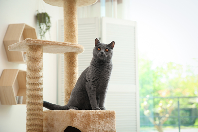 Czarny kot siedzący na drapaczce