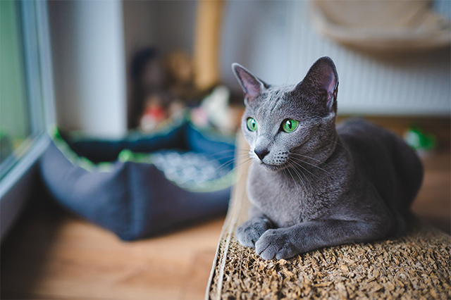 Kot rosyjski niebieski. Kotka. Zielone oczy. Wygląda przez okno, leząca na drapaku,